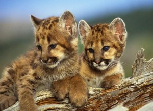 Mountain Lion Cubs2